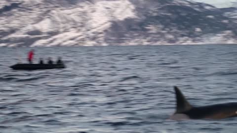 orcas killer whales or orcinus orca how they are called in latin are following big schoals