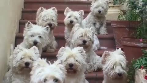 .A dog that has just taken a bath without blowing.