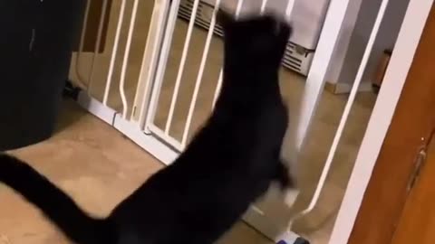 Funny cat video. #Rumble