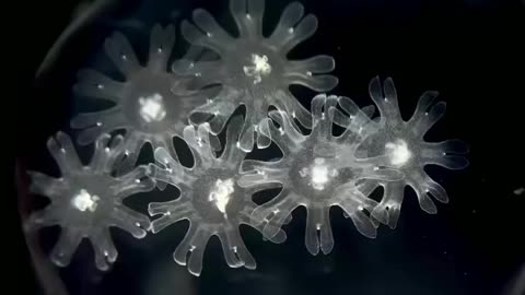 Young (larvae) jellyfish, somewhat similar to animated snowflakes, are called ethers