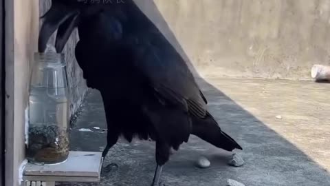 How crow drink water wisely❤️ ever heard story of Thirsty crow??