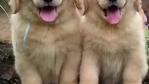 VERY LOVELY PUPPIES