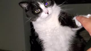 Sassy cat doesn't want pets