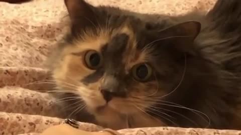 Adorable cats video