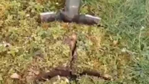 A NEAT WAY TO SET ROOTS IN THE GROUND