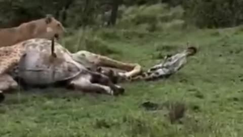 Lioness takes down giraffe
