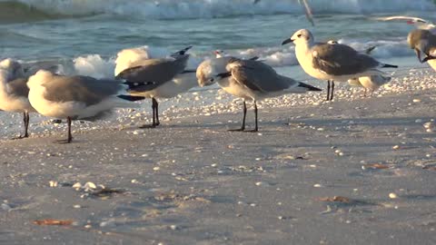 Birds Were So Funny, People Just Had To Snapchat Them