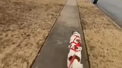 Puppy uses size advantage to outsmart bigger dog