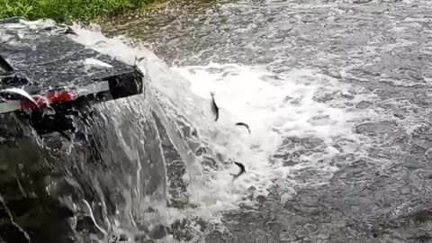 Stocking a Pond With River Herring