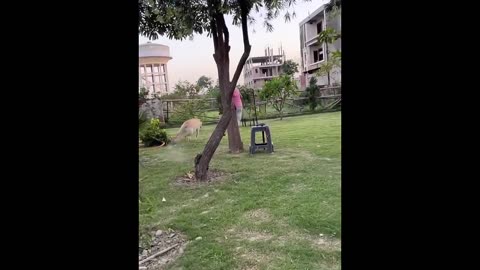 Dog funny 😂🤣😂 video viral 🤣