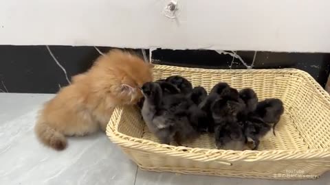 The hen and rooster go on vacation, leaving the chick in the care of the kitten.Cute and interesting