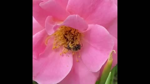 Nature and insect: Bee scavenger, closeup