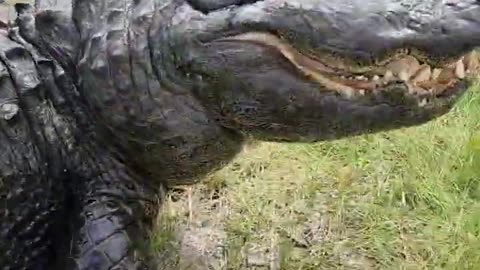 Elvis the Alligator wants a snack! Whole Chicken! #shorts