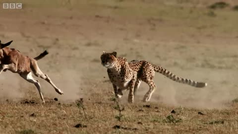 Cheetah chases wildebeest
