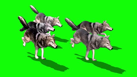 a group of animal wolves running video elements composed of corporate promotion