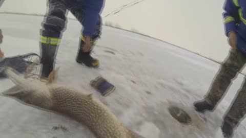 Alberta Trophy Pike