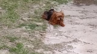 Yorkie being silly after bath