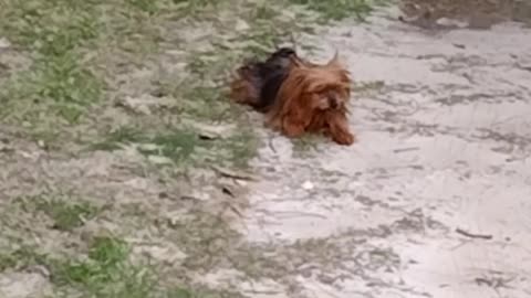 Yorkie being silly after bath