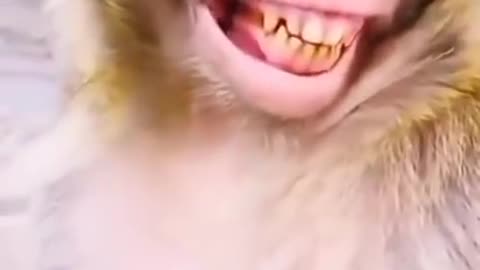 Funny monkey prank goes wrong 🤣🤣.