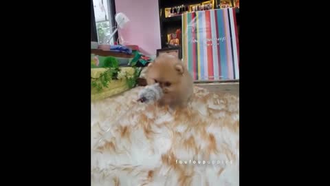 Funny Cute Toy Pomeranian Puppies And Dogs
