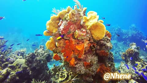 Beautiful coral reefs under the sea