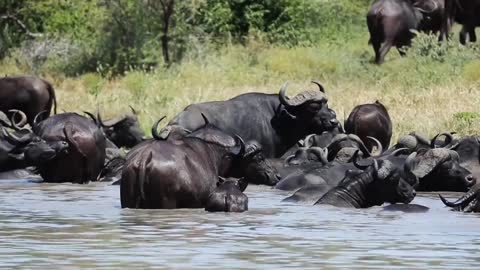 Buffalo in Water Animal Videos