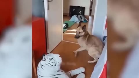 Hilarious Hijinks When Dogs and Cats Collide!