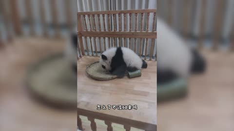 A baby panda with a failed jailbreak