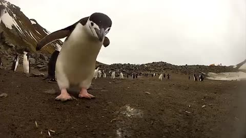 Penguin boxing - Erion is getting crazy!