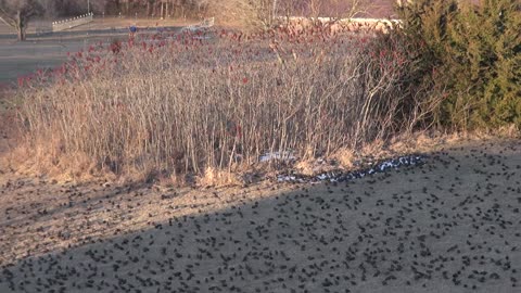 Starling Flock Murmuration