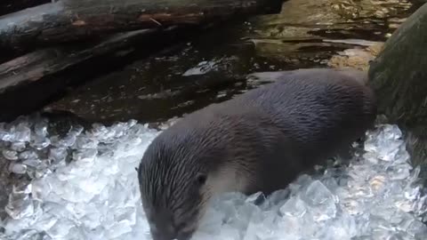 Playful otters