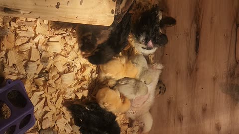Sleepy Chicks