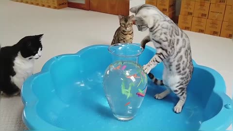 Bengal Kittens Vs Water Balloons StayHome