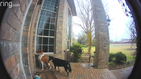 cute dog tries to ring doorbell to get inside of the house after their walk.