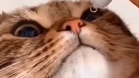 funny videos of cute cat