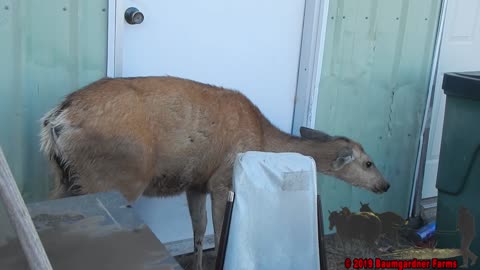 Pulling Quills from Deer