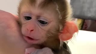 Little Monkey Baby Taking a Bath