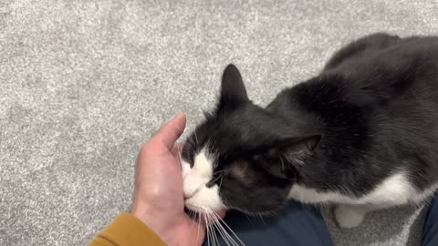 Cat Loves Chin Scratches
