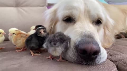 Adorable Golden Retriever and Cute Baby Chicks