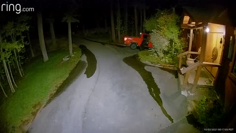 Bear Breaking Into Truck in Tahoe