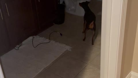 Dog Hops Trying to Find Boyfriend During Hide and Seek