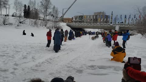 Dog Sled Race Yukon Quest 2022 Start