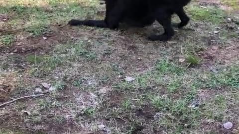 Doggy Plays With His Partridge Best Friend