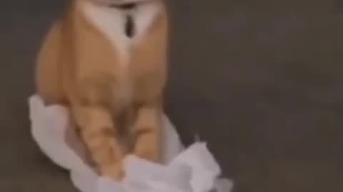 #videoforpof #cat #dog #pets #reu #nice #veryfunny #funny #top #veryfunny