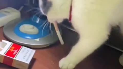 Cat stealing cigarettes