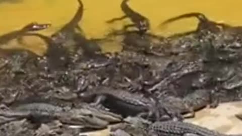 Alligator feeding time