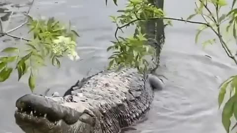 Crocodile growl