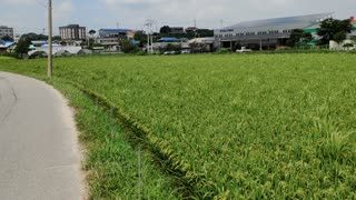 Rice Paddy - August 24 2020 - South Korea