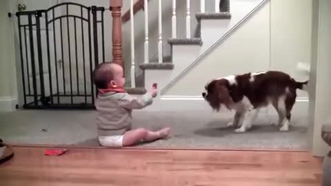 Adorable laughing baby and Cavalier King Charles playing game