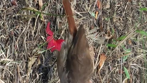 Rufous Horner bird looking for food